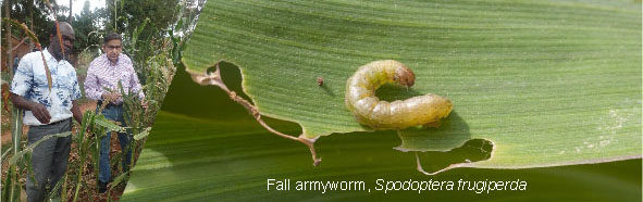 fall armyworm